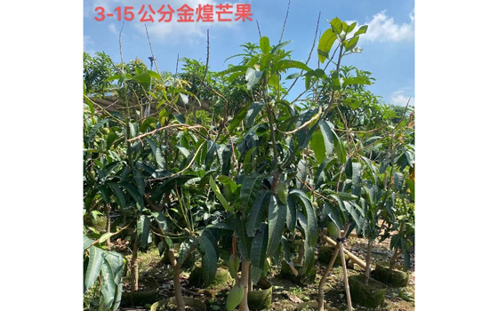 漳州苗木种植基地